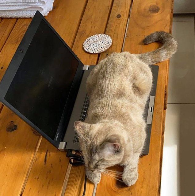 hazel lying on a laptop computer